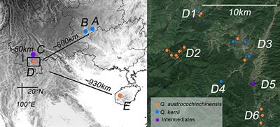 Introgression Threatens the Genetic Diversity of Quercus austrocochinchinensis (Fagaceae), an Endangered Oak: A Case Inferred by Molecular Markers